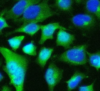 POU5F1 Rabbit Polyclonal Antibody