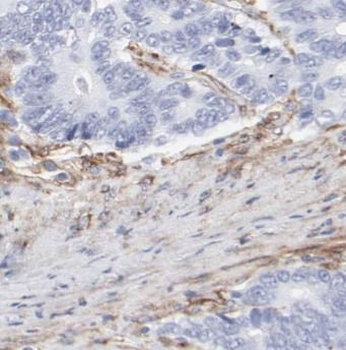 POU5F1 Rabbit Polyclonal Antibody