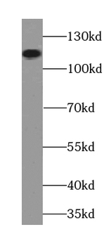 BCAR1 Antibody