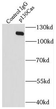 BCAR1 Antibody