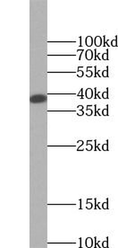 MAPK14 Antibody