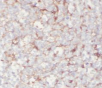 PLA2G7 Antibody