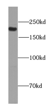 PCSK5 Rabbit Polyclonal Antibody