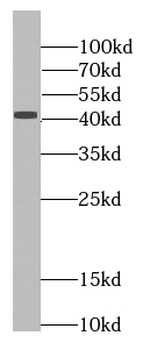 PGC Rabbit Polyclonal Antibody