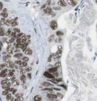 PGC Rabbit Polyclonal Antibody
