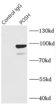 SH3RF1 Rabbit Polyclonal Antibody