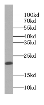 PPIF Antibody