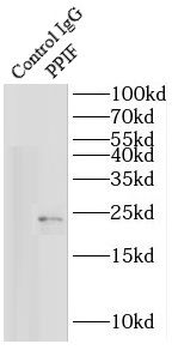 PPIF Antibody
