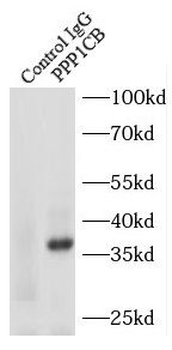 PPP1CB Specific Rabbit Polyclonal Antibody