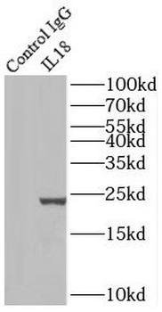 Pre-IL18 Antibody
