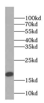PRH1 Rabbit Polyclonal Antibody