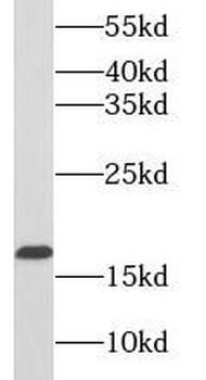 PRDX5 Antibody