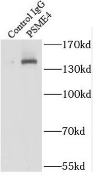 PSME4 Rabbit Polyclonal Antibody