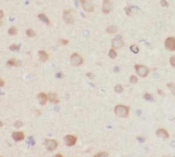 RAB5A Specific Rabbit Polyclonal Antibody