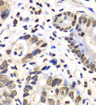 RBBP7 Rabbit Polyclonal Antibody