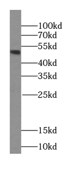 RBBP4 Mouse Monoclonal Antibody