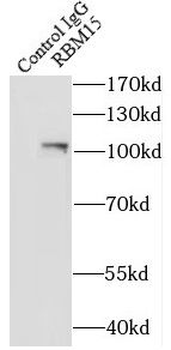 RBM15 Mouse Monoclonal Antibody
