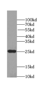 POLR2E Antibody