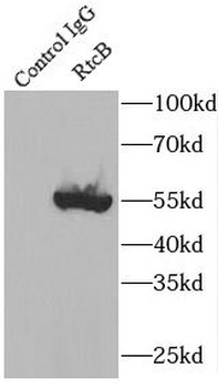 RTCB Specific Rabbit Polyclonal Antibody