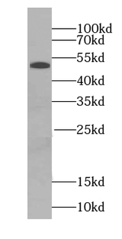 SCG3 Rabbit Polyclonal Antibody