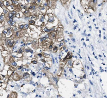 SCG3 Rabbit Polyclonal Antibody