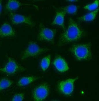 PTTG1 Antibody