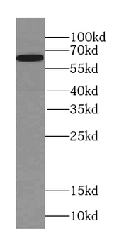 SERINC2 Specific Rabbit Polyclonal Antibody