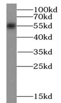 SESN2 Rabbit Polyclonal Antibody