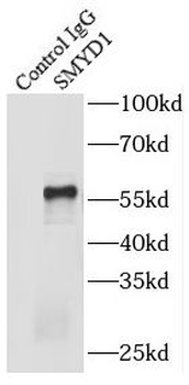 SMYD1 Antibody
