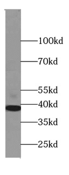 STOML2 Mouse Monoclonal Antibody