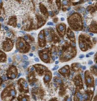STOML2 Mouse Monoclonal Antibody