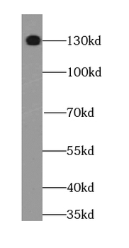 STXBP5 Rabbit Polyclonal Antibody