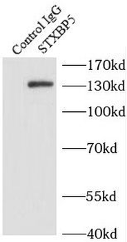 STXBP5 Rabbit Polyclonal Antibody