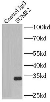 SUMF2 Rabbit Polyclonal Antibody