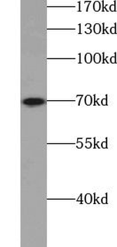 SYN1 Specific Rabbit Polyclonal Antibody