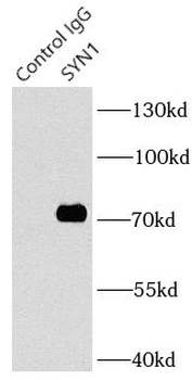 SYN1 Specific Rabbit Polyclonal Antibody