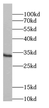 SYNGR4 Rabbit Polyclonal Antibody
