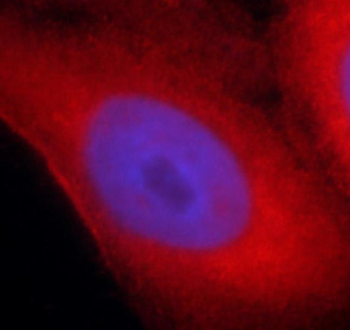 SYNM Rabbit Polyclonal Antibody