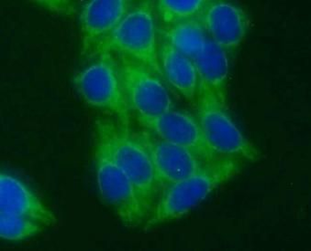STX17 Rabbit Polyclonal Antibody