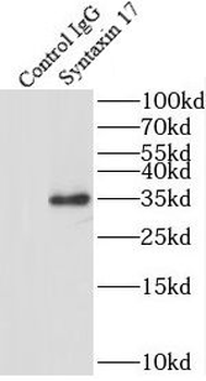 STX17 Rabbit Polyclonal Antibody