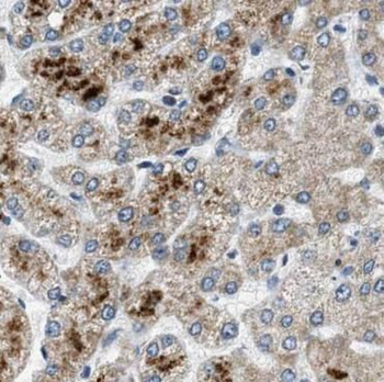 STX17 Rabbit Polyclonal Antibody