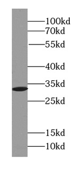 SDCBP Antibody