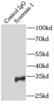 SDCBP Antibody