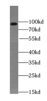 TELO2 Antibody