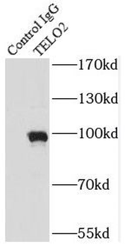 TELO2 Antibody