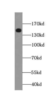 TMF1 Specific Rabbit Polyclonal Antibody