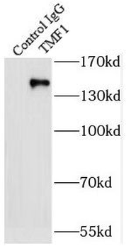 TMF1 Specific Rabbit Polyclonal Antibody