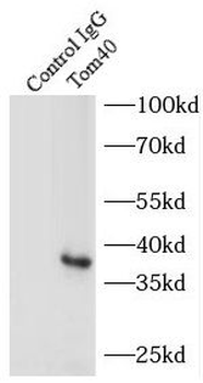 TOMM40 Antibody