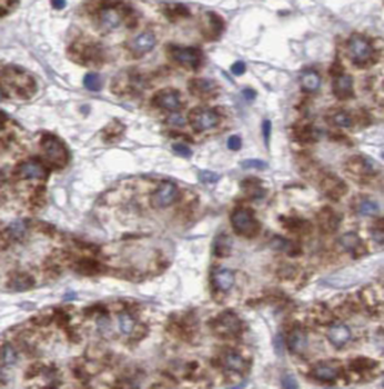 TST Mouse Monoclonal Antibody