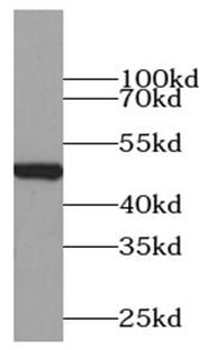 Beta Tubulin Antibody